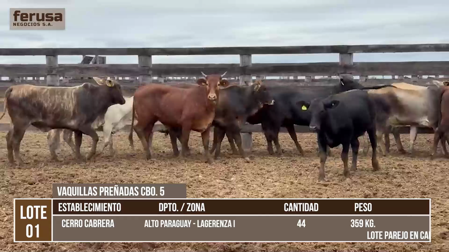 Lote LOTE 1
