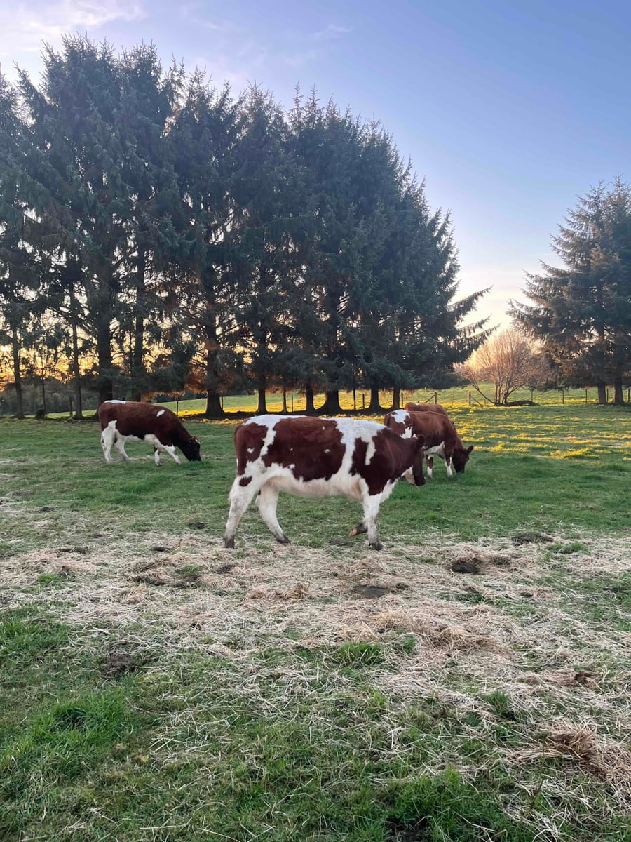 Lote 27 Vaquilla Preñada en X Región Los Lagos, Maullín