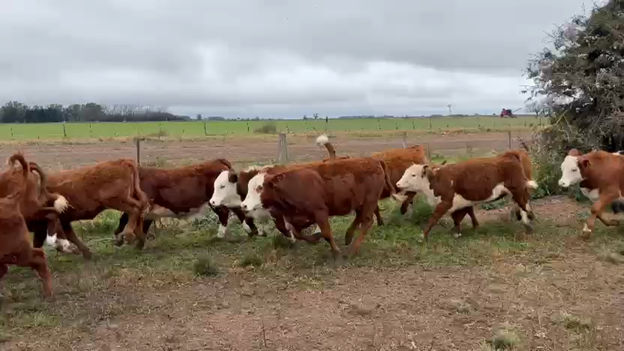 Lote 0 Terneras en Buenos Aires, Ramallo