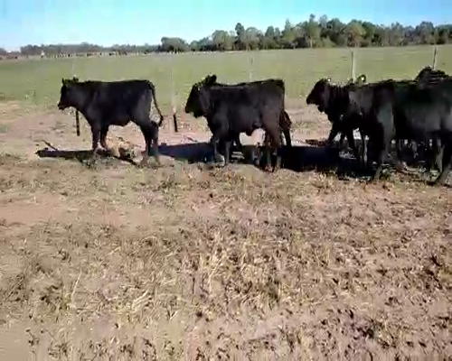 Lote 75 Terneras en El Colorado, Formosa