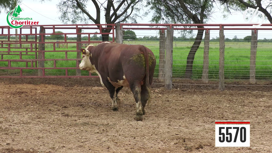 Lote Hereford
