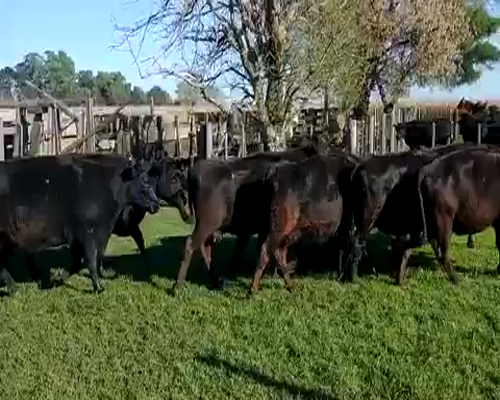 Lote 33 Vacas CUT  en Ayacucho, Buenos Aires