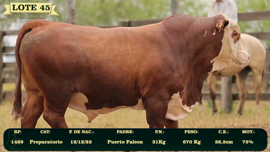 Lote LOTE 45