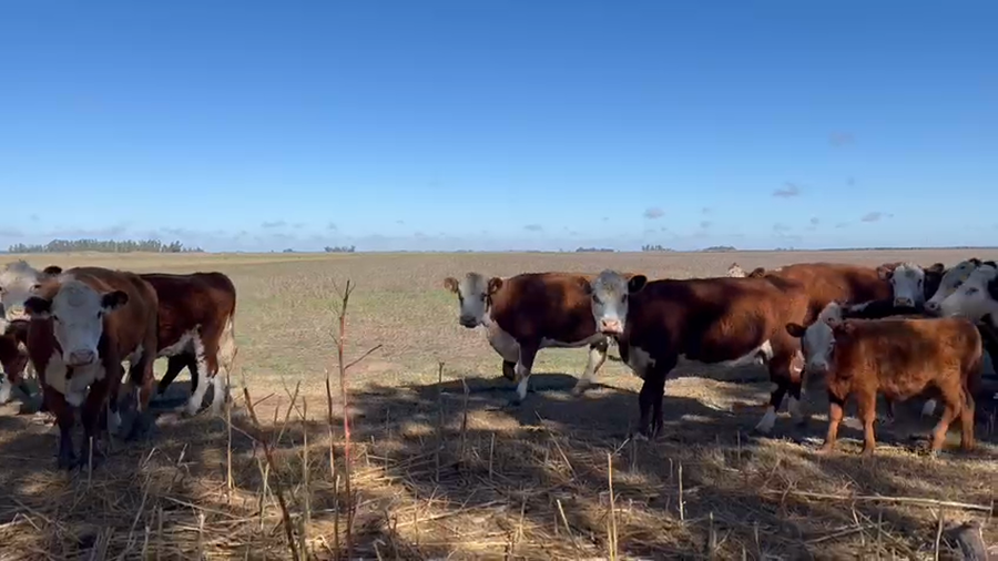 Lote 34 Vacas nuevas C/ gtia de preñez en Buenos Aires, Monte