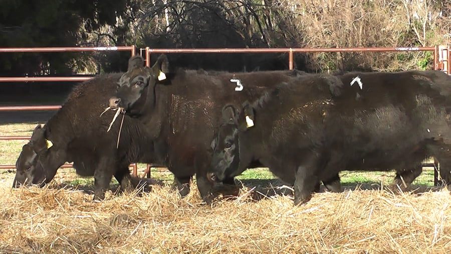 Lote VAQUILLONAS PURAS DE PEDIGREE (c/garantía de preñez o parida)