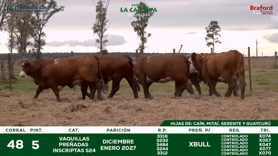 Lote VAQUILLAS BRAFORD  CONTROLADAS PREÑADAS POR IATF 18  Meses. Cabaña La Cautiva
