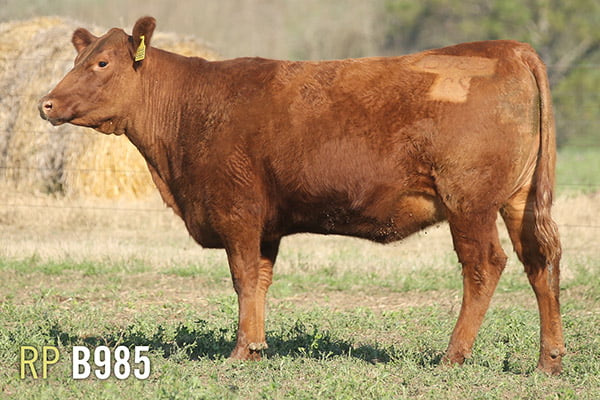 Lote 4 VAQUILLONAS PREÑADAS PURAS DE PEDIGREE