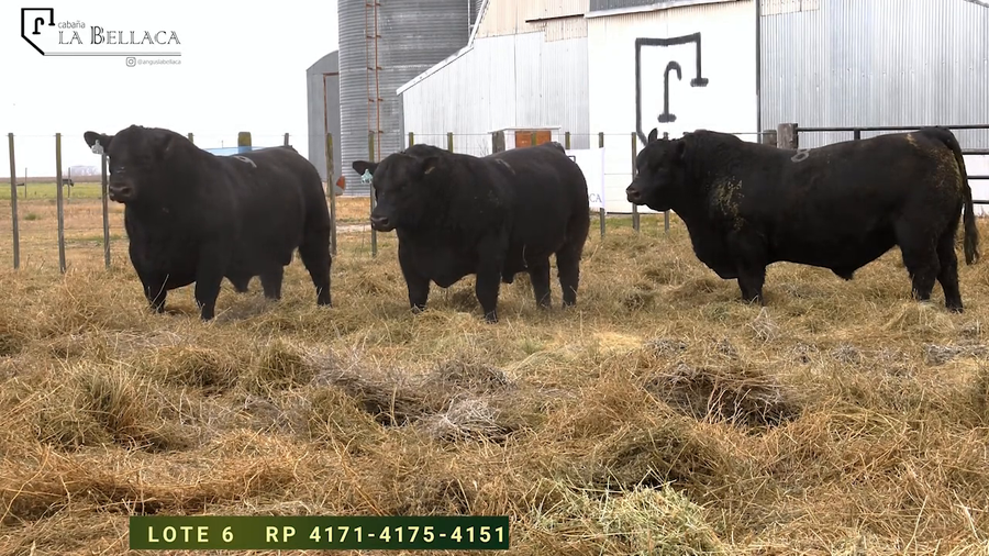 Lote TOROS PUROS DE PEDIGREE