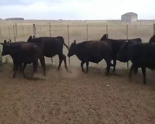 Lote 12 Terneros/as en Benito Juárez, Buenos Aires