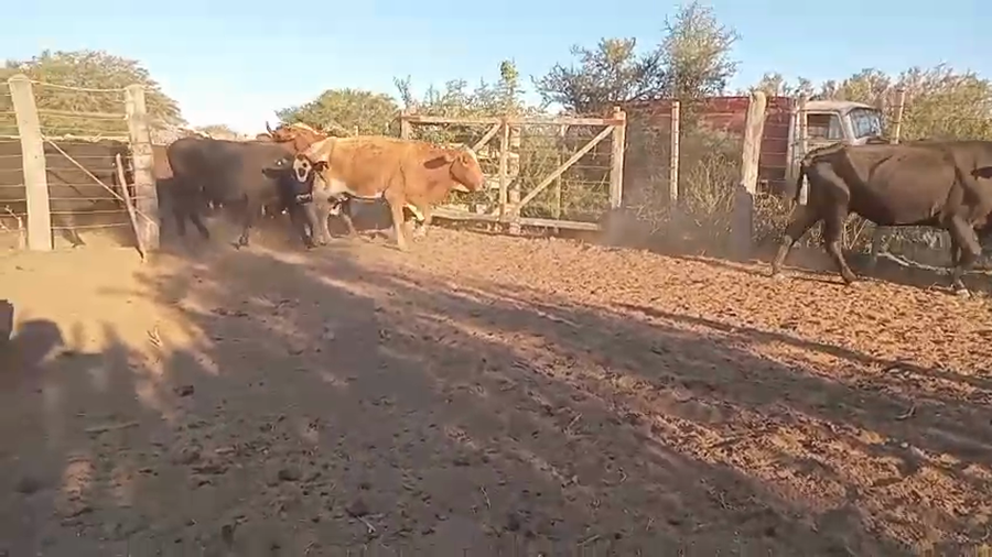 Lote 52 Vacas de invernar
