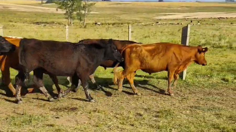 Lote 10 Novillos a remate en Pantalla Camy 250kg - , San José