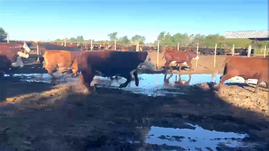 Lote 30 Vaquillonas para Faena