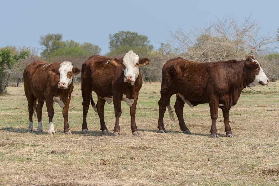 Lote Corral 51 - CABAÑA ESTANCIA VIEJA