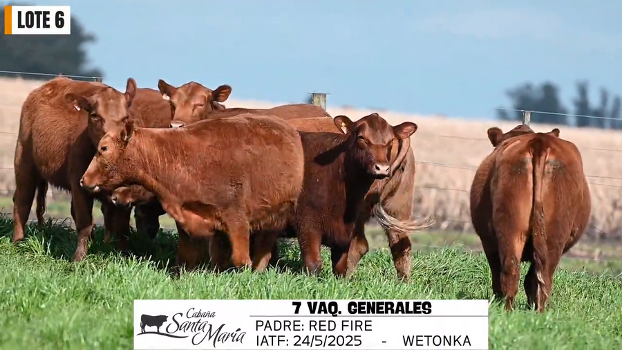 Lote VAQUILLONAS GENERALES