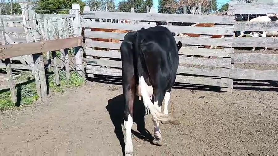 Lote Vaquillonas  a remate en Pantalla Aniversario - Escritorio Camy 500kg - , San José