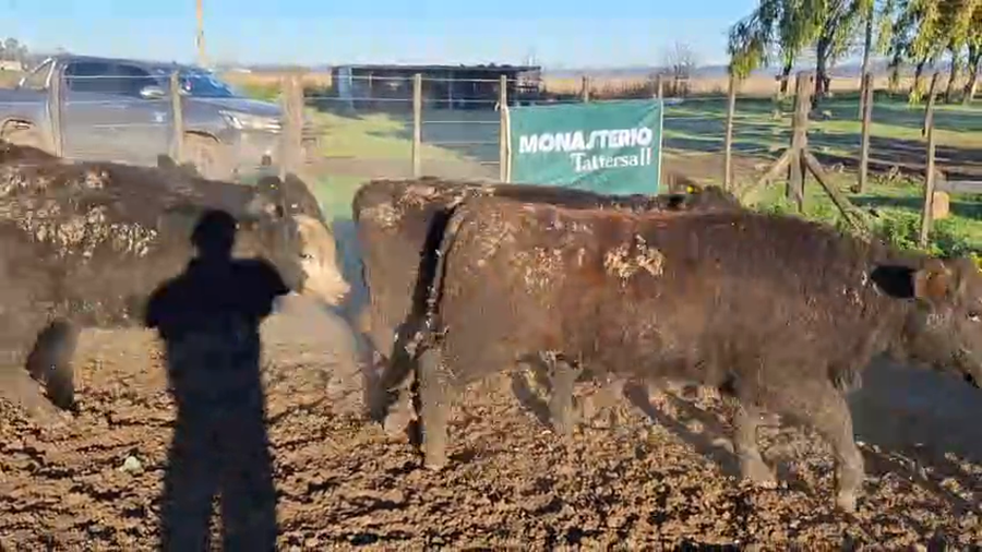 Lote 65 Terneros/as en Buenos Aires, Cañuelas