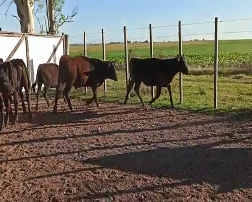 Lote TERNEROS