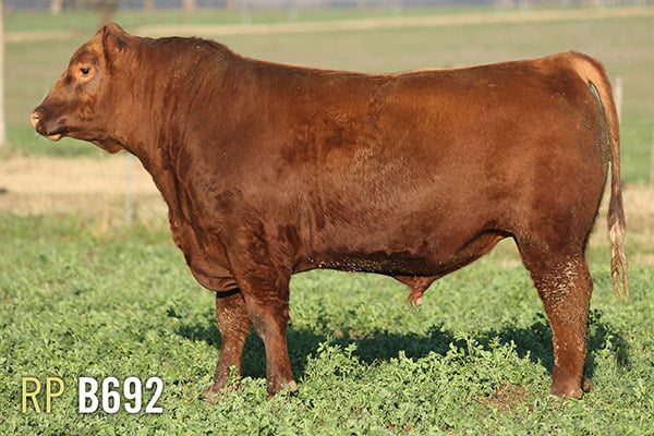 Lote 3 TOROS PUROS DE PEDIGREE