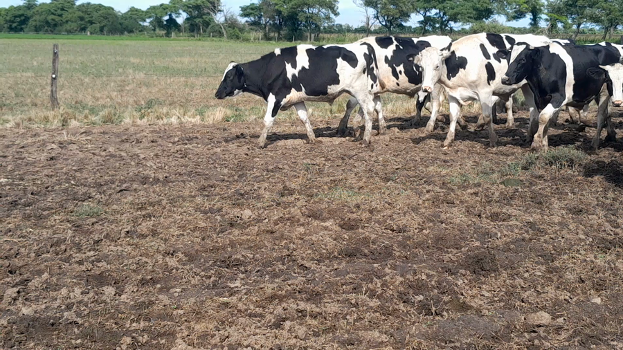 Lote 25 Novillo Holando Argentino en Morteros, Córdoba