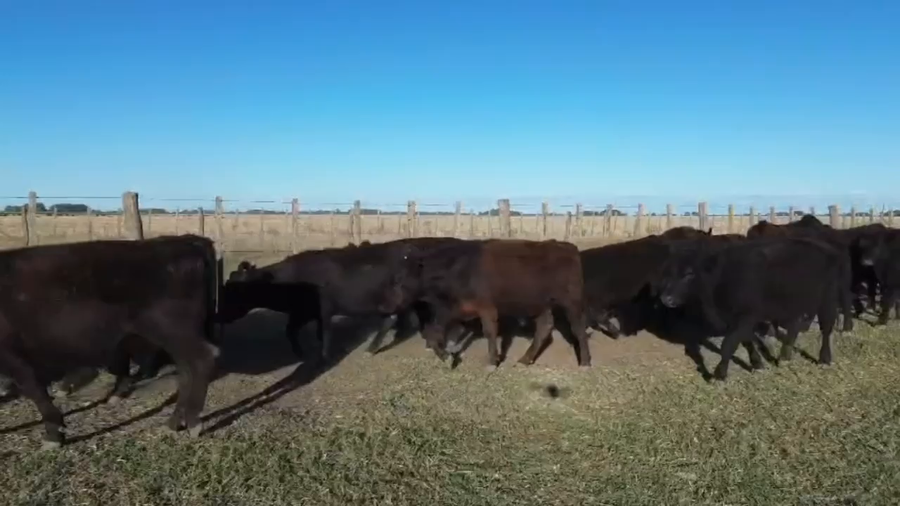 Lote 25 Novillitos