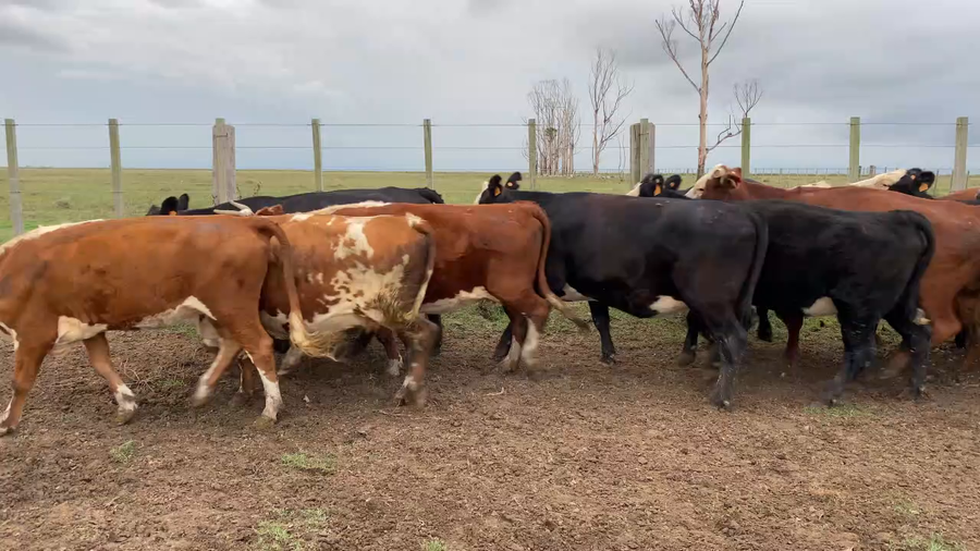 Lote 74 Vientres preñados en Treinta y Tres