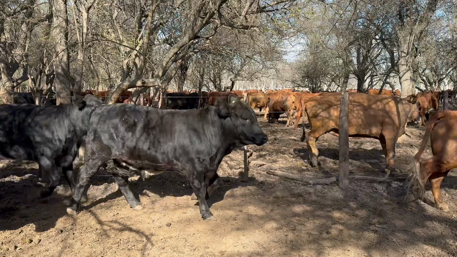 Lote 37 Novillitos y vaquillonas