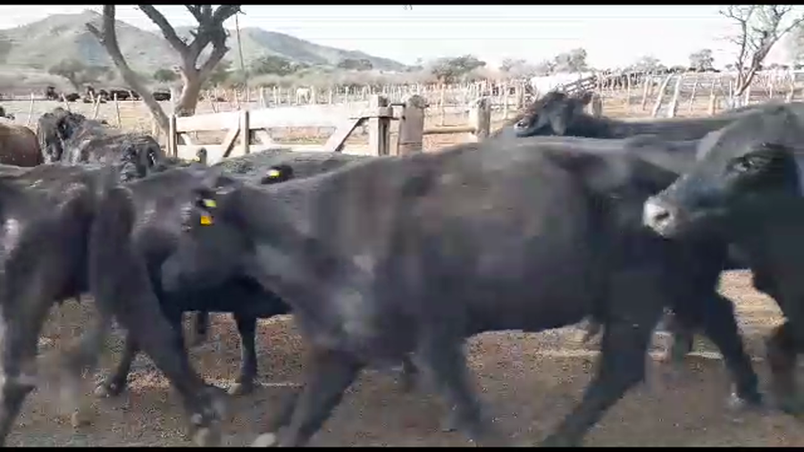 Lote 150 VACAS BRANGUS APTO CHINA EN DEAN FUNES, CÓRDOBA