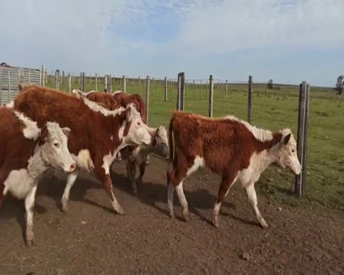 Lote Terneras