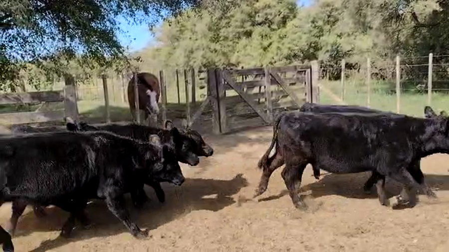 Lote 45 Terneras en Punta Indio, Buenos Aires