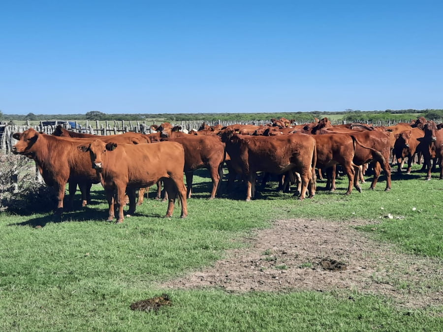 Lote SAENZ VALIENTE, BULLRICH Y Cia. S.A.