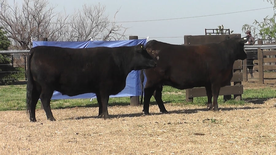 Lote VAQUILLONAS A. ANGUS PURO PEDIGREE