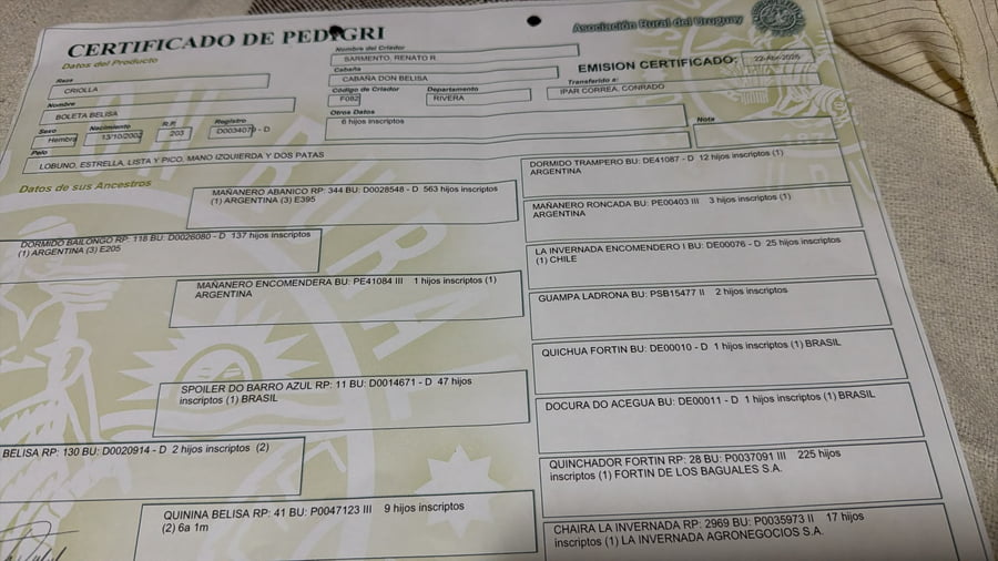 Lote Yegua mansa con cria