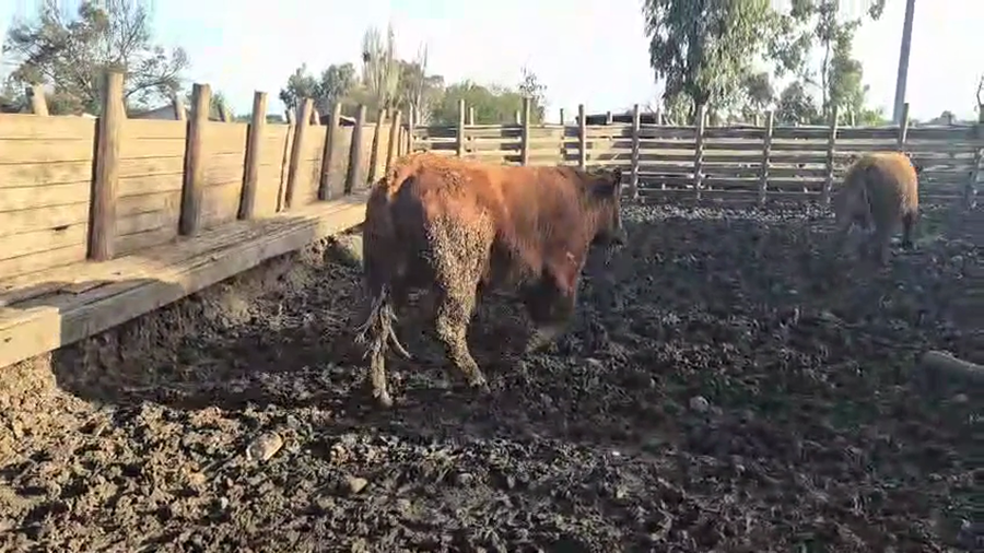 Lote 45 Novillo Gordo