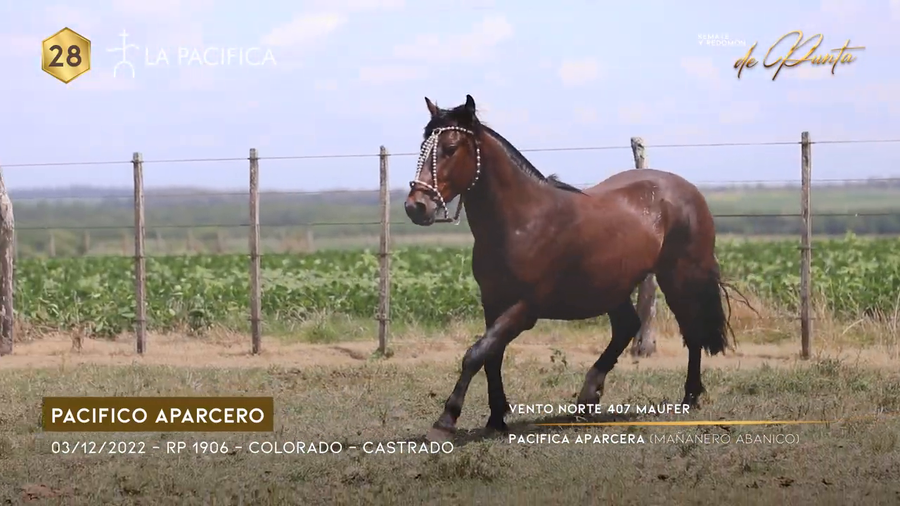 Lote PACIFICO APARCERO