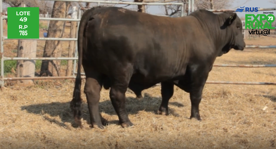 Lote TORO BRANGUS REG. DEFINITIVO