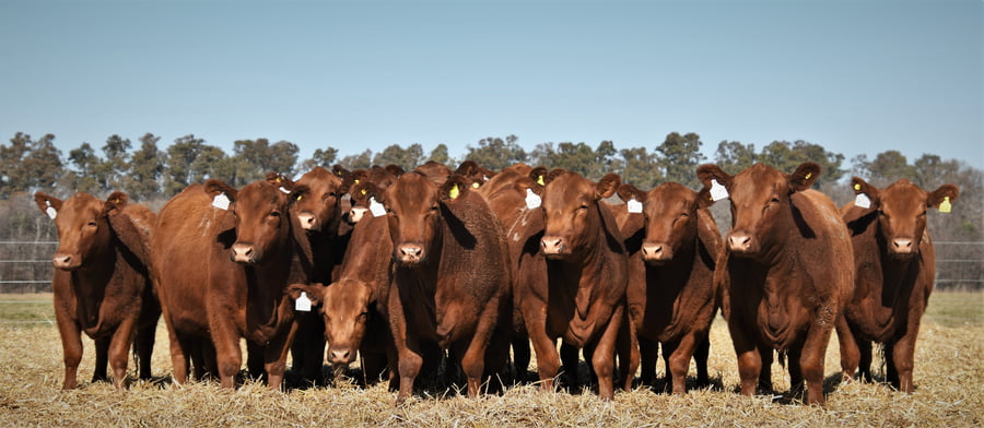 Lote Vaquillonas Angus PC Otoño