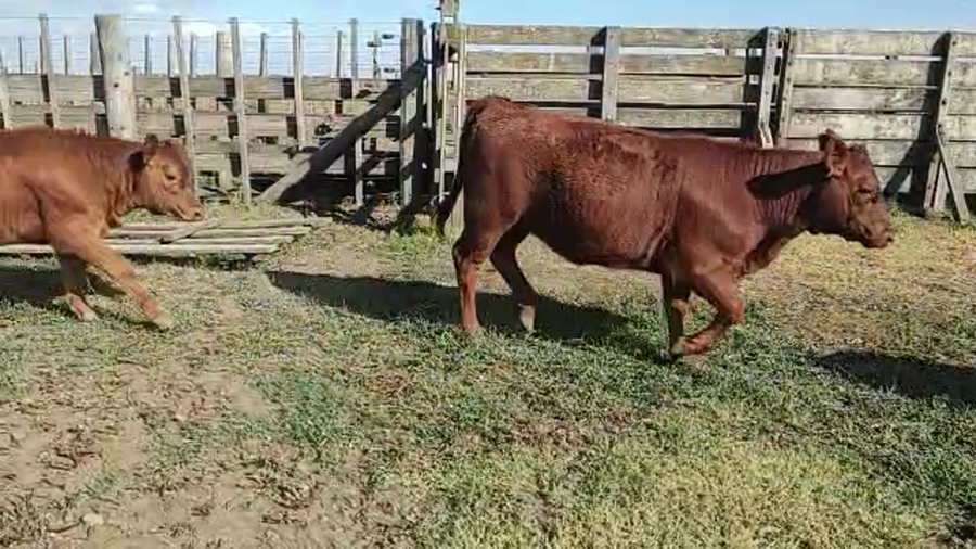 Lote 53 Terneros/s en Coronel Suarez