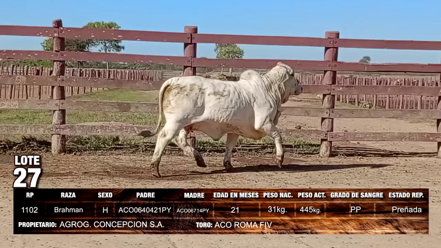Lote Brahman