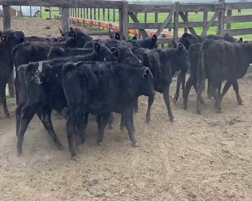 Lote 20 Terneros/as en Durazno, Entre Ríos