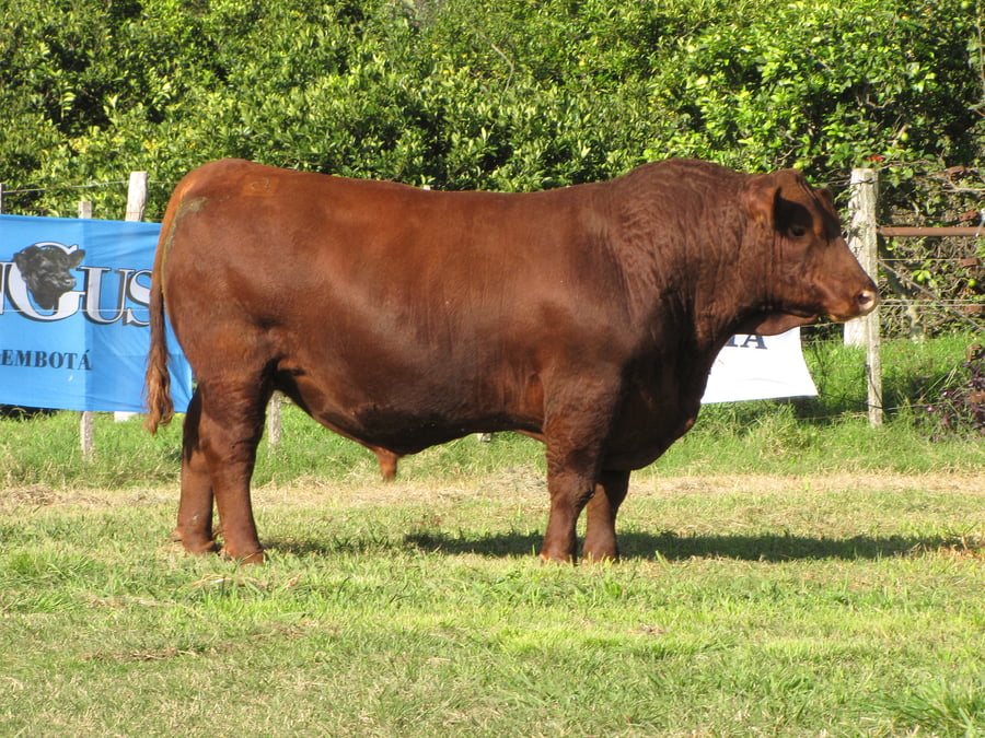 Lote CABAÑA COEMBOTÁ: RP 225