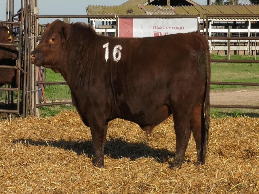 Lote TOROS ANGUS COLORADOS PC