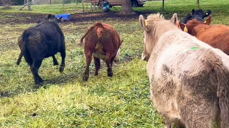Lote 14 Vaquilla Engorda en Frutillar, X Región Los Lagos
