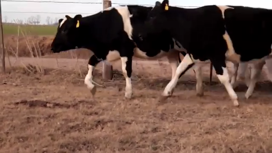 Lote La Reforma - Terneras