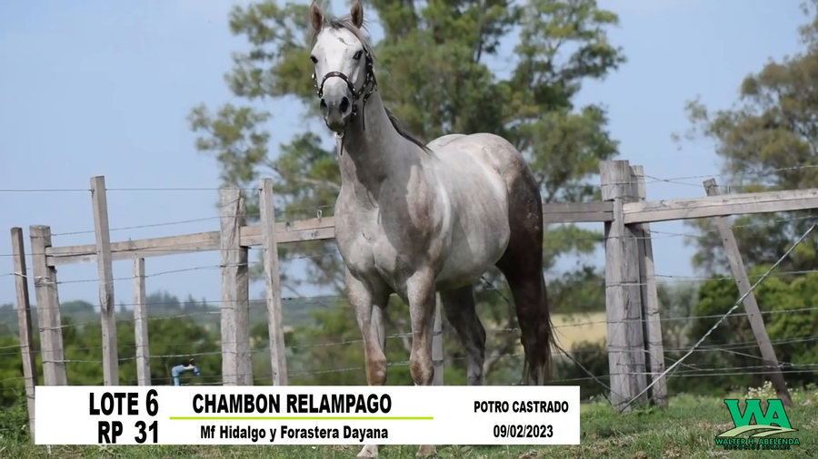 Lote CHAMBON RELAMPAGO