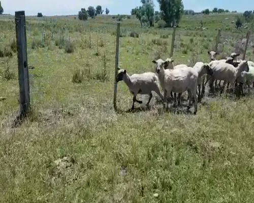 Lote 10 Ovejas