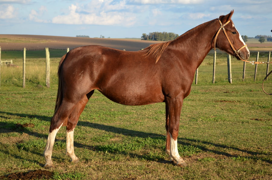 Lote CATANDUVA GERALDINE