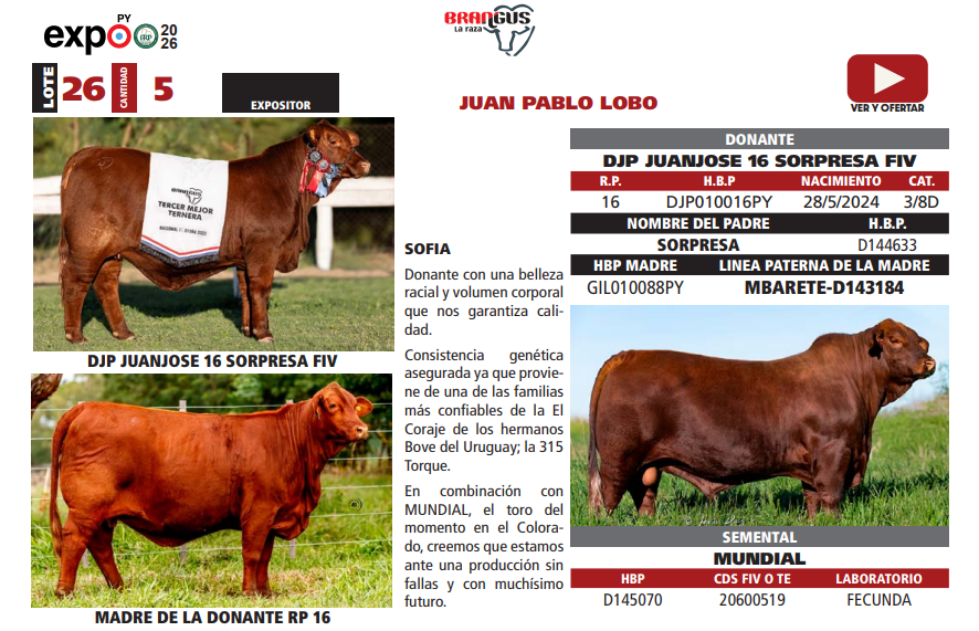 Lote LOTE 26