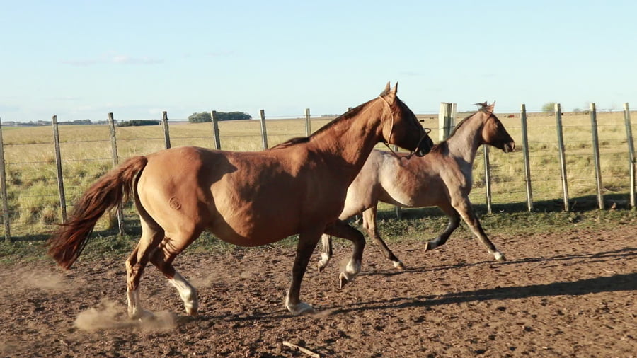 Lote Muchacha ESPARTILLO