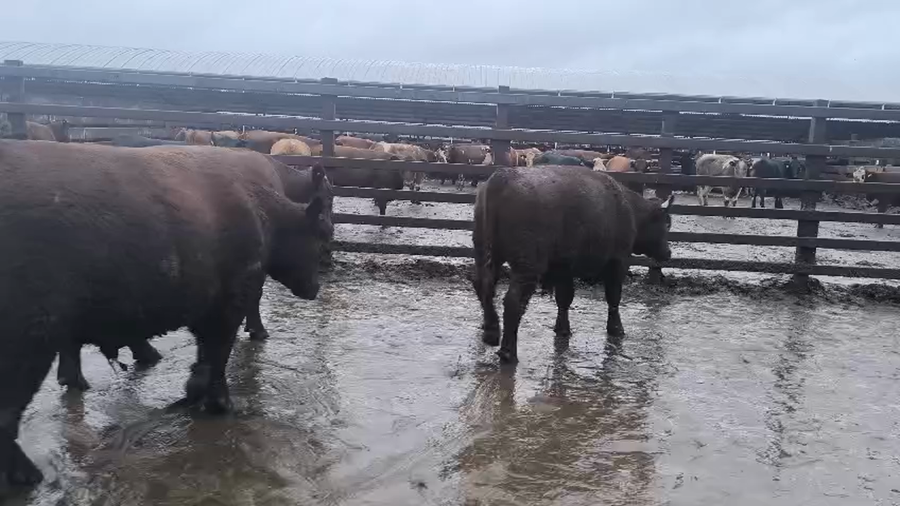 Lote 20 Novillo Gordo en Los Ángeles, VIII Región Biobío