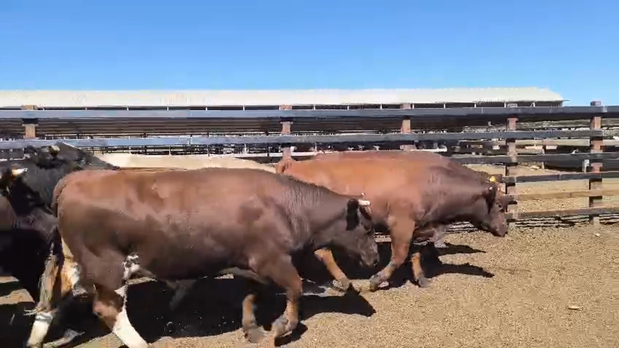 Lote 20 Novillo Gordo en Los Ángeles, VIII Región Biobío